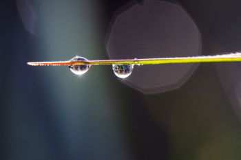 Dew on grass after a foggy morning at Sioux Prairie Preserve.