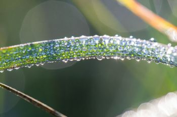 Dew on grass after a foggy morning at Sioux Prairie Preserve.