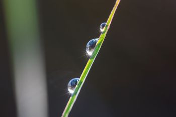 Dew on grass after a foggy morning at Sioux Prairie Preserve.