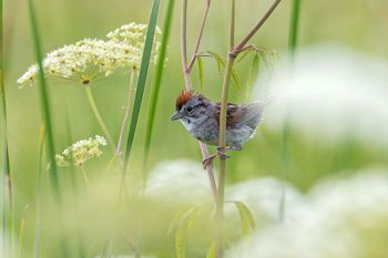 Swamp sparrow at Sioux Prairie Preserve near Colman.