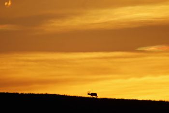 Elk at sunrise at Wind Cave National Park.