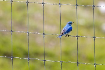 Mountain bluebird on the fence between Custer State Park and Wind Cave National Park.