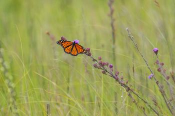 Monarch on blazing star wildflowers in rural Brookings County.