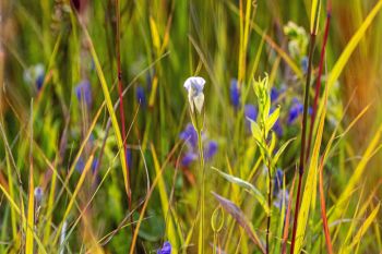 Unfurling lesser fringed gentian wildflower in Grant County.