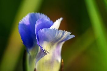 Close-up of lesser fringed gentian.