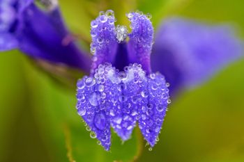 Fog droplets on a blue lobelia bloom.