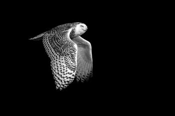 Snowy Owl in flight northwest of Sioux Falls.