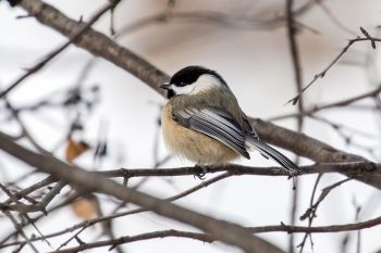 Black-capped chickadee at Good Earth State Park.