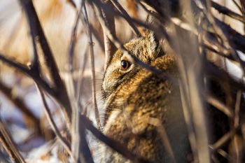 Rabbit hiding in plain sight in northwestern Sioux Falls.
