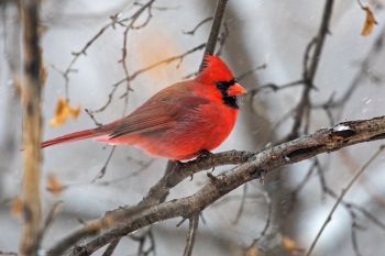 Northern Cardinal in a snowstorm at the Sioux Falls Outdoor Campus.