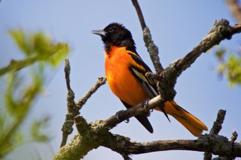 A Baltimore Oriole calling to his neighbors