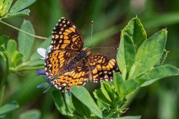 A Pearl Crescent Butterfly at Badlands National Park.