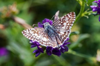 Common Checkered-Skipper in Badlands National Park.