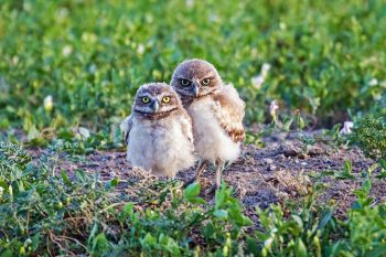 Two burrowing owlets posing for a family photo along the Quinn Road in Badlands National Park.