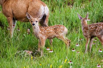 New fawn twins with their mother at Custer State Park.
