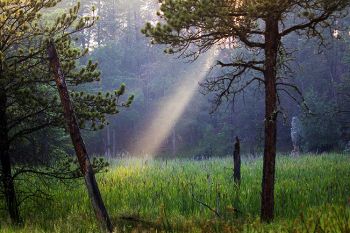 A ray of evening light near Badger Hole in Custer State Park.