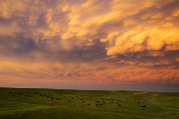 Bison and mammatus clouds lit by the setting sun north of the White River.