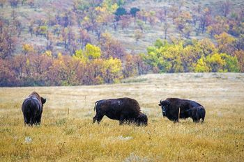 Bison in the foothills of Bear Butte.
