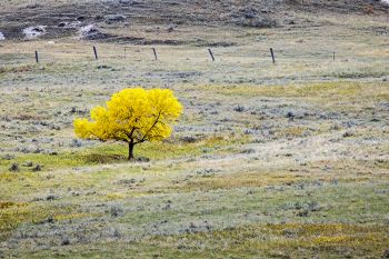 A lone tree along the JB Pass Road in the Slim Buttes.