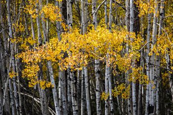 Autumn color at Custer State Park.