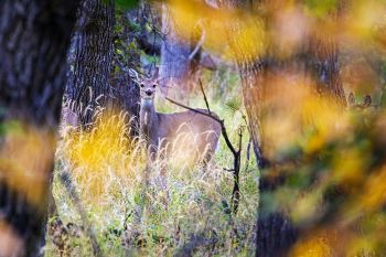 White-tail deer framed by autumn leaves along the wildlife loop in Custer State Park.