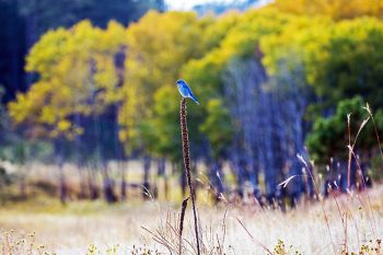 A mountain bluebird with fall color as a background in the southern portion of Custer State Park.