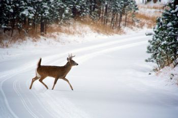 A young buck making tracks on the Playhouse Road.