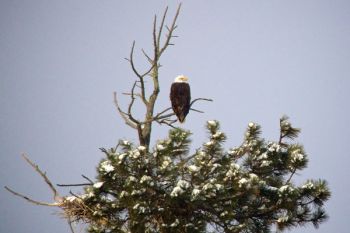 Bald Eagle perched above Stockade Lake.