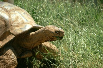 Methuselah, Reptile Gardens' beloved Galapagos tortoise, delighted visitors until his death in July 2011.