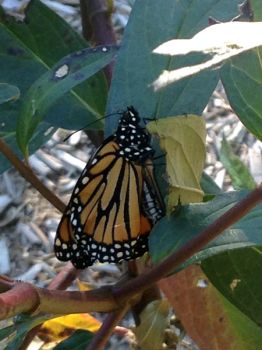 A monarch dries its wings after emerging from the chrysalis.