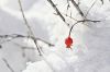 A single rose hip peeks through the snow in Spearfish Canyon.